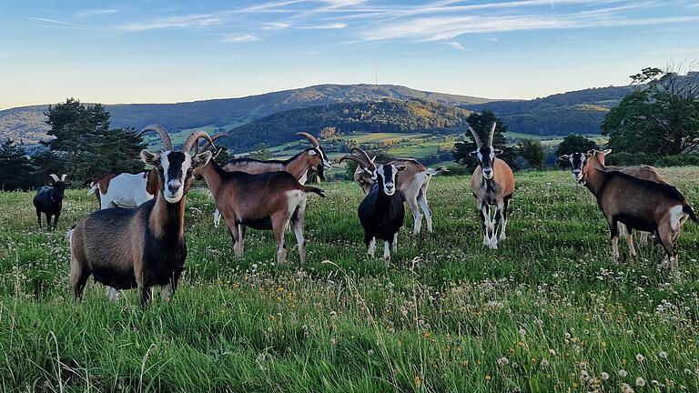 Ziegenherde am Himmeldunkberg. Das sind nicht die Tiere des Bio-Rhönbauern Schmitt aus Oberweißenbrunn. Es handelt sich lediglich um ein Symbolfoto. - Ziegenherde am Himmeldunkberg. Das sind nicht die Tiere des Bio-Rhönbauern Schmitt aus Oberweißenbrunn. Es handelt sich lediglich um ein Symbolfoto. Ziegenherde am Himmeldunkberg. Das sind nicht die Tiere des Bio-Rhönbauern Schmitt aus Oberweißenbrunn. Es handelt sich lediglich um ein Symbolfoto. - Ziegenherde am Himmeldunkberg. Das sind nicht die Tiere des Bio-Rhönbauern Schmitt aus Oberweißenbrunn. Es handelt sich lediglich um ein Symbolfoto.