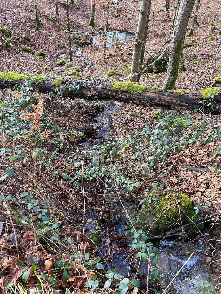 Das Wasservolumen der Quellen nimmt ab, oftmals bis zum Versiegen. Tümpel zur Wasserrückhaltung entwickelten sich zu wertvollen Lebensräumen. Das Wasservolumen der Quellen nimmt ab, oftmals bis zum Versiegen. Tümpel zur Wasserrückhaltung entwickelten sich zu wertvollen Lebensräumen.