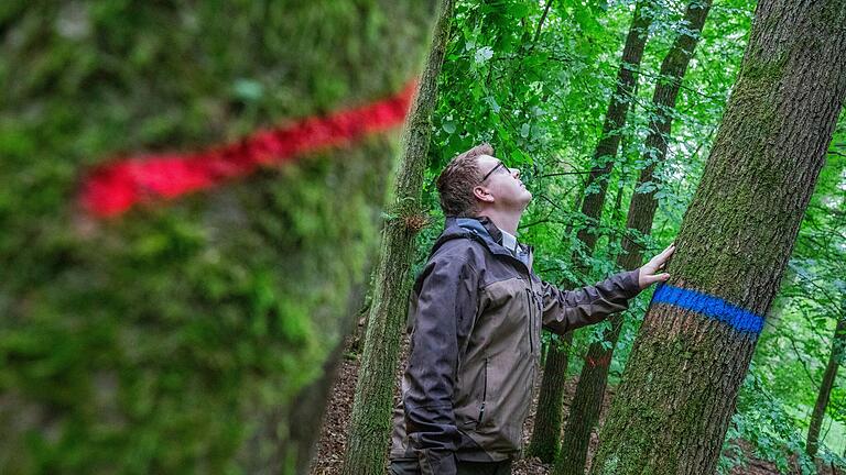 Blaue Markierungen bekommen die 'Zukunftsbäume': Um sie herum werden einige Bäume entnommen, damit die jungen Eichen in dem Laubmischwald sich gut entwickeln können.