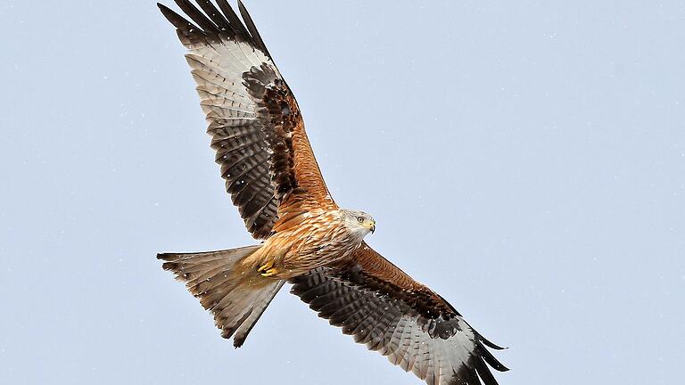 Der Rotmilan gilt als Charaktervogel der Rhön.