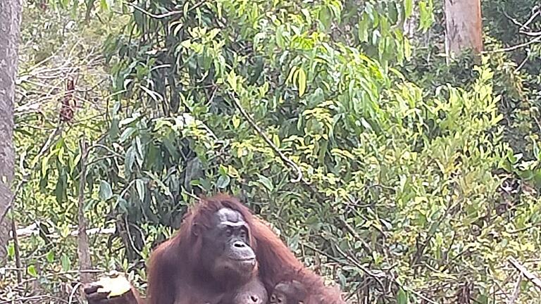 Orang-Utan-Mama Du auf Borneo - Plötzlich trug Du zwei Babys an der Brust. Orang-Utan-Mama Du auf Borneo - Plötzlich trug Du zwei Babys an der Brust.