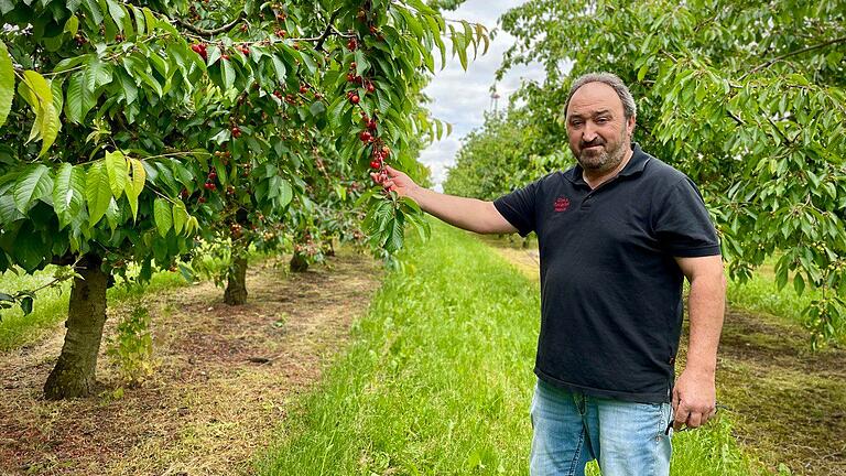 Günter Hassold ist einer von wenigen verbliebenen Bauern, die in Sommerhausen im Vollerwerb heimisches Obst anbauen. Günter Hassold ist einer von wenigen verbliebenen Bauern, die in Sommerhausen im Vollerwerb heimisches Obst anbauen.