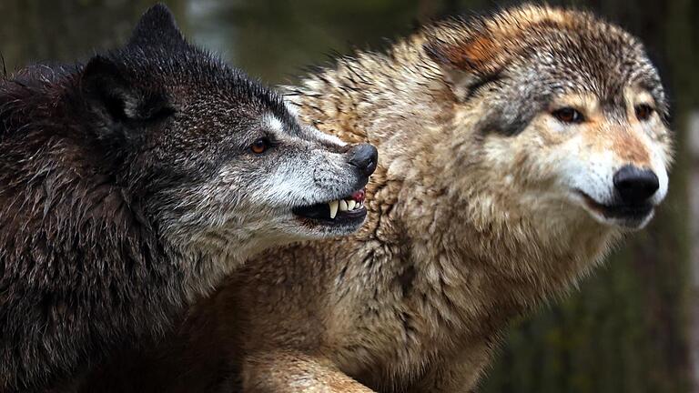 Wolfsrudel verteidigen ihr Territorium gegen Eindringlinge bis aufs Blut. Oft enden die Revierkämpfe tödlich.