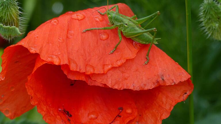 Das Heupferd besucht die Mohnblüten, vielleicht um sich vor dem Regen zu schützen.