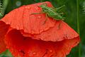 Das Heupferd besucht die Mohnblüten, vielleicht um sich vor dem Regen zu schützen.