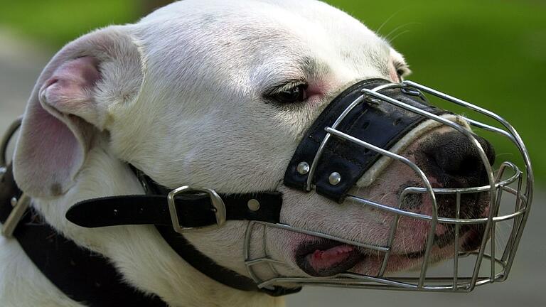 Für Kampfhunde müssen Hundehalter im Landkreis Haßberge zwischen 240 und 600 Euro Hundesteuer pro Jahr an die Kommune entrichten. Unser Symbolbild zeigt einen Pitbullterrier, der in diese Kategorie eingestuft wird.&nbsp;