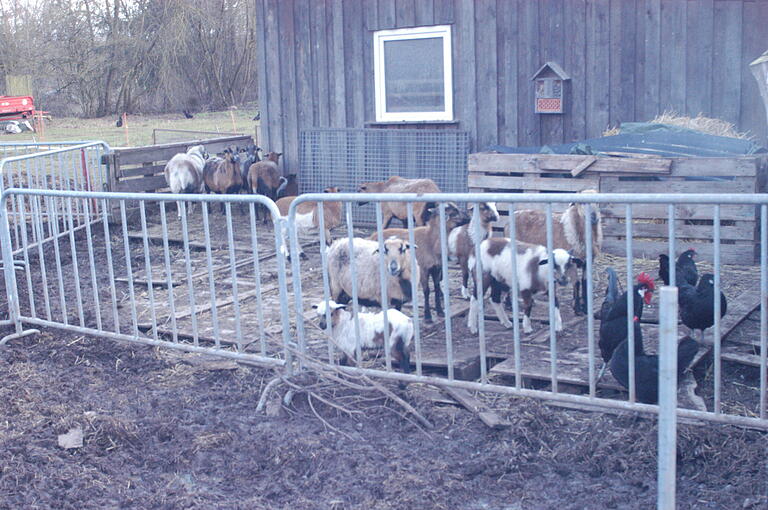 Alle meine Tiere: neben den Schweinen tummeln sich auch seltene Augsburger Hühner und eine kleine Herde Kamerunschafe auf Heusingers Grundstück.