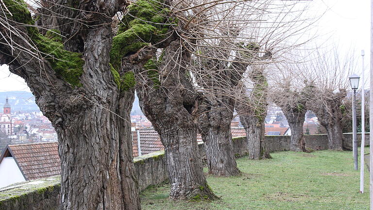 Sehr alt sind die Maulbeerbäume neben der Retzbacher Pfarrkirche. Sie dienten einst vermutlich der Zucht der Seidenspinnerraupe und wurden vom damaligen Landratsamt Karlstadt schon im zweiten Weltkrieg als Naturdenkmal geschützt. Das Landratsamt Main-Spessart will nun eine neue Schutzverordnung erlassen.&nbsp;