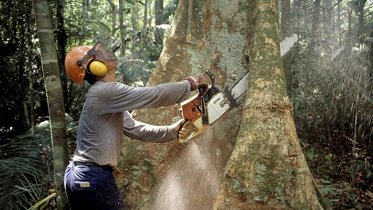Ein Holzfäller arbeitet mit einer Kettensäge im brasilianischen Regenwald des Amazonas an einem Urwaldriesen.&nbsp;