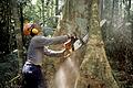 Ein Holzfäller arbeitet mit einer Kettensäge im brasilianischen Regenwald des Amazonas an einem Urwaldriesen.&nbsp;