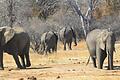 Elefanten in Simbabwe. Der Export von Elefanten aus vier Ländern Afrikas für Zoos und Zirkusse ist nun verboten. Foto: Tsvangirayi Mukwazhi/AP       -  Elefanten in Simbabwe. Der Export von Elefanten aus vier Ländern Afrikas für Zoos und Zirkusse ist nun verboten.