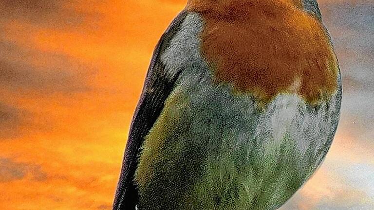 Rotkehlchen vor Abendrot. Rotkehlchen vor Abendrot.