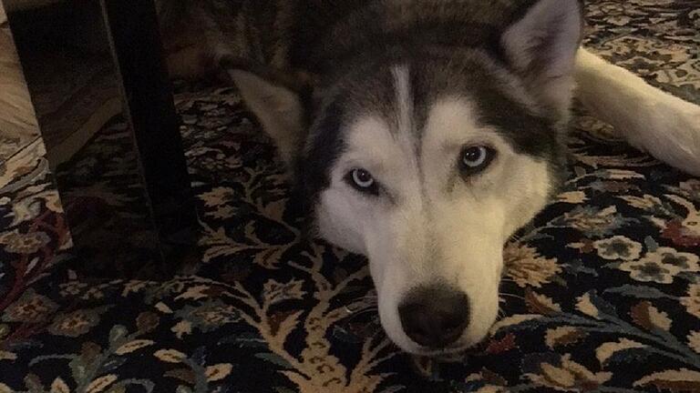 Husky Rocky bei seinen Findern in Wertheim-Dertingen. Husky Rocky bei seinen Findern in Wertheim-Dertingen.