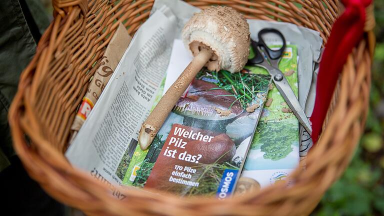 Pilzsammler sollten sich zu 100 Prozent sicher sein, dass es sich um einen ungefährlichen Speisepilz handelt, bevor sie ihn essen.