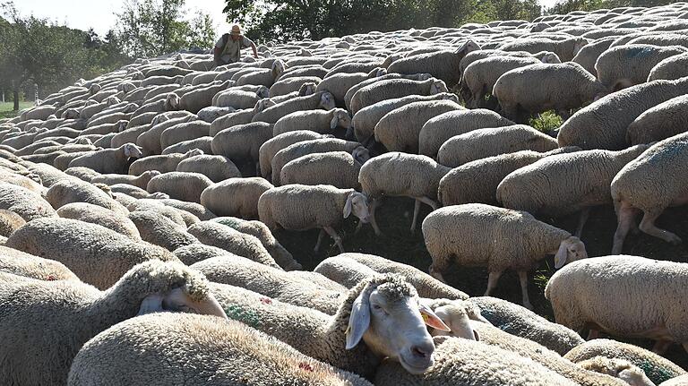 Schafe machen dem Begriff 'Herdentiere' alle Ehre. Wenn sie von einer Weide auf die nächste Wandern, dann rücken sie besonders eng zusammen.