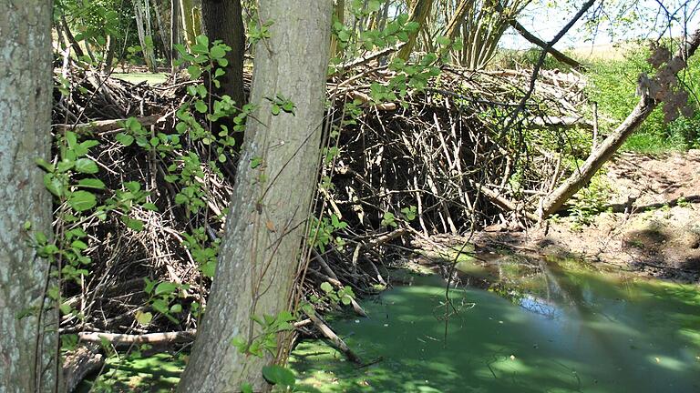 Das Foto gibt die Dimensionen nicht so gut wieder: Der 15 Meter lange Damm hält den Teich (links) fest und befüllt ganz langsam den nächsten, der unterhalb (rechts) liegt.