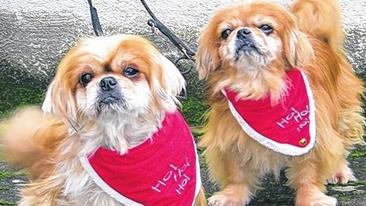 Doppeltes Hundeglück       -  (tbe)   Unser Tier der Woche kommt diesmal im Doppelpack daher: Das Pekinesen-Pärchen Mia und Bach ist sechs und fünf Jahre alt und versteht sich so gut, dass es nur zu zweit vermittelt wird. Die beiden sind Kinder- und Katzenverträglich, Autofest und können auch mal alleine bleiben. Mia und Bach gehen gerne spazieren, sind verschmust und grundsätzlich immer gut drauf. Interessenten sollten beachten, dass Pekinesen eine intensive Fellpflege benötigen. Außerdem sollte das neue Heim von Mia und Bach eher ebenerdig sein, ohne viele Stufen, da Treppensteigen für Pekinesen nicht gut ist. Wer sich vorstellen könnte, die zwei bei sich aufzunehmen und ihr nun schon zweijähriges Dasein im Tierheim zu beenden, erhält weitere Informationen beim Tierheim Kitzingen unter   (09321) 50 63 oder www.tierheim-kitzingen.de.