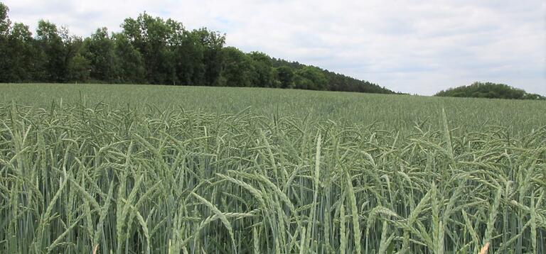 Gehören zu einer Hofstelle auch landwirtschaftlich genutzte Flächen, kann das die Grundsteuer des Hofes merklich senken - selbst wenn die Flächen verpachtet sind. Gehören zu einer Hofstelle auch landwirtschaftlich genutzte Flächen, kann das die Grundsteuer des Hofes merklich senken - selbst wenn die Flächen verpachtet sind. 