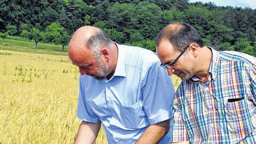 Die Braugerste steht gut: Der Präsident des Bayerischen Brauerbundes Friedrich Düll aus Krautheim und Walter König, Geschäftsführer des Bayerischen Brauerbundes. Die Braugerste steht gut: Der Präsident des Bayerischen Brauerbundes Friedrich Düll aus Krautheim und Walter König, Geschäftsführer des Bayerischen Brauerbundes.