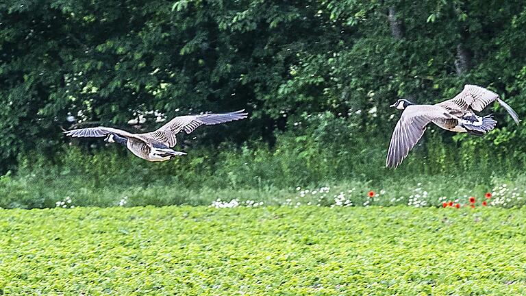 Feind im Anflug: Kanadagänse machen den Landwirten in Sand am Main das Leben schwer, da sie deren Felder zwischen dem Baggersee und dem Main ratzeputz leerfressen. Feind im Anflug: Kanadagänse machen den Landwirten in Sand am Main das Leben schwer, da sie deren Felder zwischen dem Baggersee und dem Main ratzeputz leerfressen.
