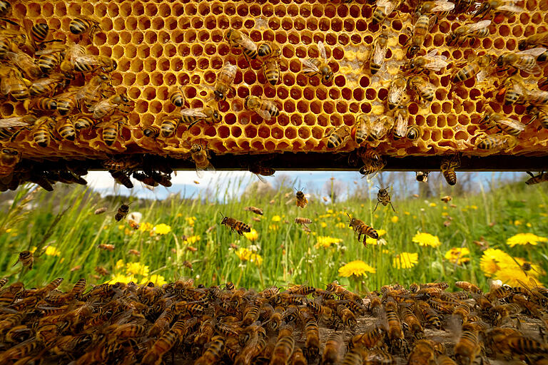 Eine Aufnahme aus dem neuen Buch von Jürgen Tautz und dem Naturfotografen Éric Tourneret: 'Das Genie der Honigbienen', erschienen 2018 im Ulmer Verlag.