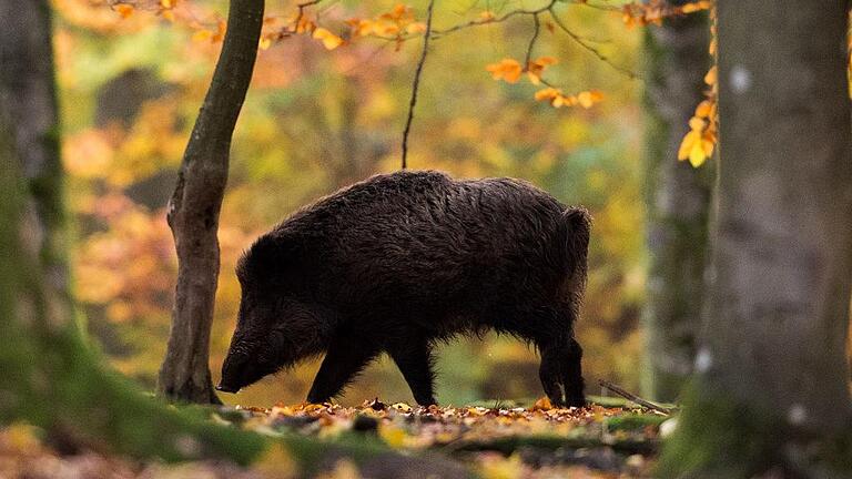 Wildschweine bei Stuttgart - Pilzsammeln, Holzversorgung, Betretungsrechte, Schwarzwild – ein Referatsleiter des Umweltministeriums äußerte sich bei einer Bürgerversammlung in Heigenbrücken zu vielen Themen, die im Zuge der Nationalparkdiskussion kontrovers diskutiert werden Wildschweine bei Stuttgart - Pilzsammeln, Holzversorgung, Betretungsrechte, Schwarzwild – ein Referatsleiter des Umweltministeriums äußerte sich bei einer Bürgerversammlung in Heigenbrücken zu vielen Themen, die im Zuge der Nationalparkdiskussion kontrovers diskutiert werden