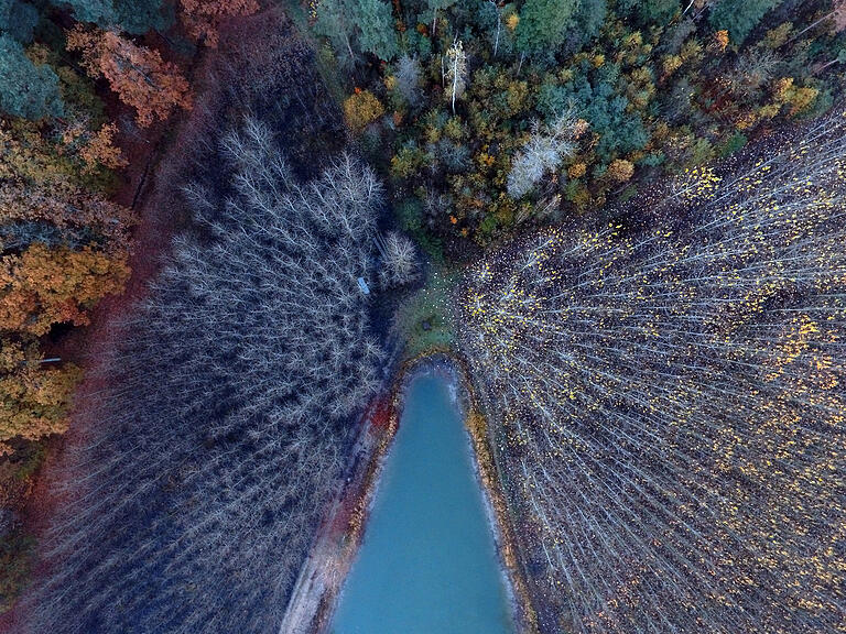 Herbst im Schwebheimer Wald – von oben zeigen sich ganz neue Strukturen.