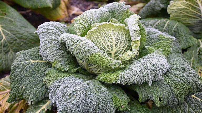 Väterchen Frost kann dem Wirsing so schnell nichts anhaben. Bis etwa Minus 12 Grad bleibt dieses Wintergemüse gut in Form.