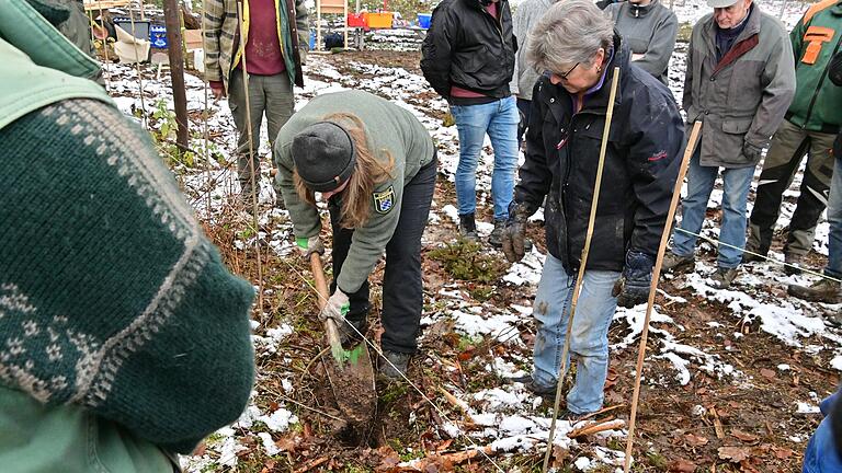 Gemeinsam pflanzten mehrere Privatwaldbesitzer in Oberaltertheim über 16 000 neue Bäume.