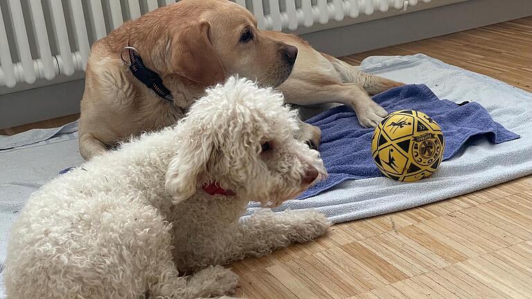 Mike hat manchmal seine kleine Freundin Liesl zum Anlernen dabei, die Lagotto-Romagnolo-Hündin wird ebenfalls zum Therapiehund ausgebildet. Mike hat manchmal seine kleine Freundin Liesl zum Anlernen dabei, die Lagotto-Romagnolo-Hündin wird ebenfalls zum Therapiehund ausgebildet.