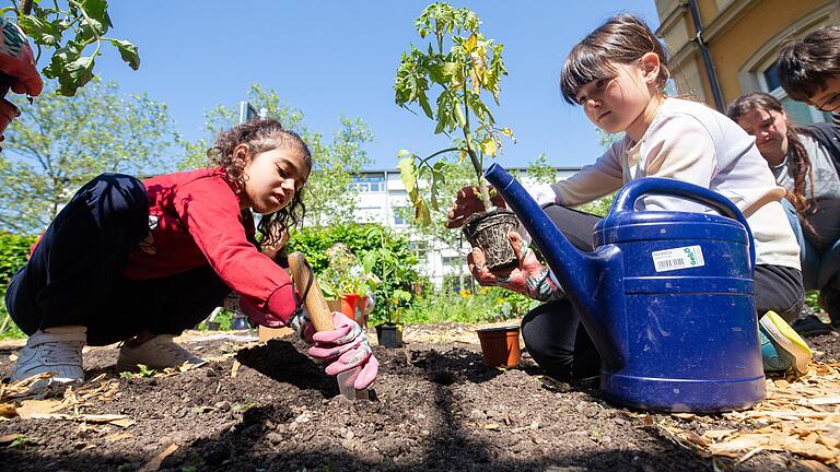 An der Schweinfurter Friedrich-Rückert-Schule gehört Gartenarbeit mit dazu. Am Schulacker wurden jetzt Tomaten gepflanzt.