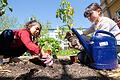 An der Schweinfurter Friedrich-Rückert-Schule gehört Gartenarbeit mit dazu. Am Schulacker wurden jetzt Tomaten gepflanzt.