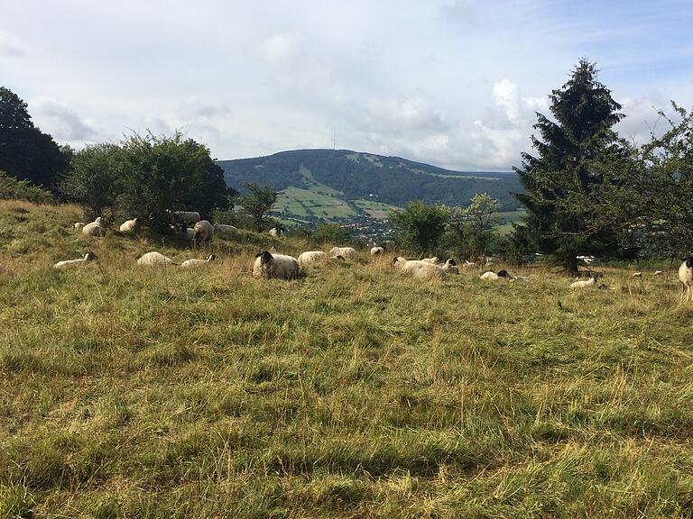 Rhönschaf weiden auf einer Wiese. Im Hintergrund ragt der Kreuzberg empor.