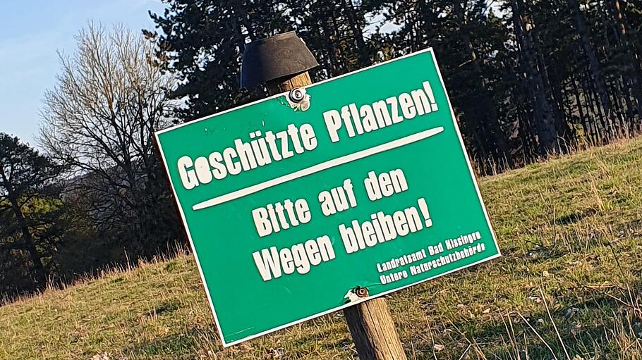 Das Wegegebot zur Blüte der Frühlings-Adonisröschen im Naturschutzgebiet am Sodenberg wird oft missachtet.       -  Das Wegegebot zur Blüte der Frühlings-Adonisröschen im Naturschutzgebiet am Sodenberg wird oft missachtet.