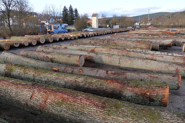 Imposanter Anblick: Die Burgsinner Spessarteichen sind bei den Kunden aus dem In- und Ausland ob ihres milden, honiggelben Holzes sehr gefragt. Imposanter Anblick: Die Burgsinner Spessarteichen sind bei den Kunden aus dem In- und Ausland ob ihres milden, honiggelben Holzes sehr gefragt.