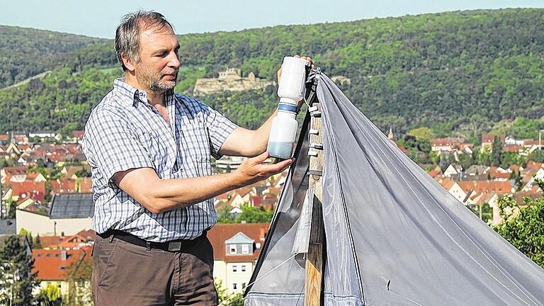 Dieter Doczial bei der Arbeit: Das Fallenzelt auf dem Saupurzel hat er jetzt abgebaut und neue Standorte gesucht. In der Gaze verfangen sich Insekten, die nach oben krabbeln und in der Flasche landen.
