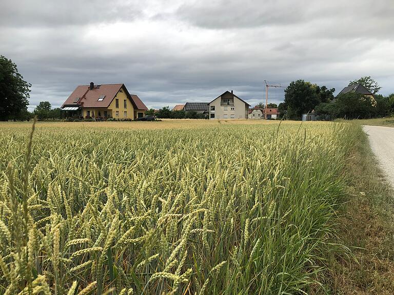 Das sieht auf den ersten Blick noch ganz gut aus. Die Weizenernte – im Bild ein Acker bei Rügshofen – wird in diesem Jahr aber nach Ansicht der Experten dürftig ausfallen. Das sieht auf den ersten Blick noch ganz gut aus. Die Weizenernte – im Bild ein Acker bei Rügshofen – wird in diesem Jahr aber nach Ansicht der Experten dürftig ausfallen.