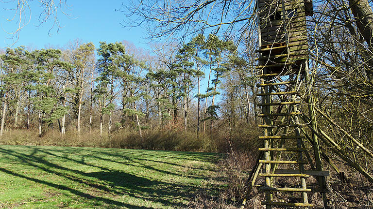 Rund 200 Hektar Wald besitzt die Gemeinde Prosselsheim. Den Forstbetriebsplan 2022 hat der Gemeinderat nun verabschiedet.