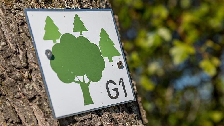 Unterwegs auf dem rund neun Kilometer langen Wanderweg 'Ums Mahlholz' rund um Gerolzhofen. Die Tour ist grünen Bäumen auf weißem Grund und 'G1' ausgeschildert. Unterwegs auf dem rund neun Kilometer langen Wanderweg 'Ums Mahlholz' rund um Gerolzhofen. Die Tour ist grünen Bäumen auf weißem Grund und 'G1' ausgeschildert.