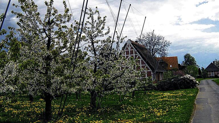 Blütenpracht: Die Mellrichstädter Rhönklub-Mitglieder machten im hohen Norden auch einen Abstecher zu einer Obstplantage.