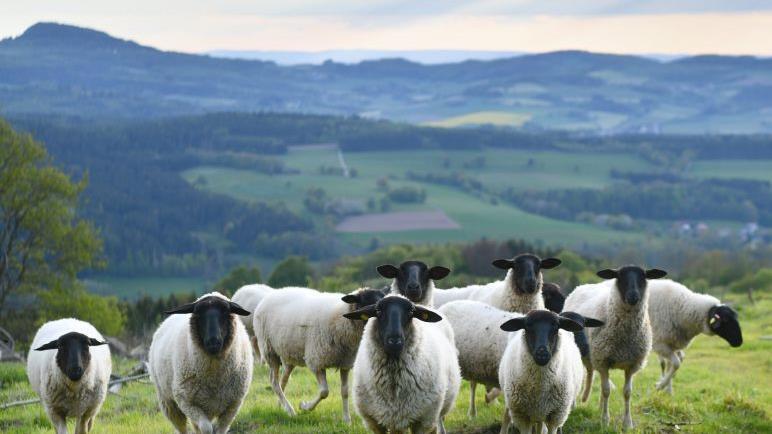Fünf Wochen lang steht das Maskottchen der Rhön im Mittelpunkt zahlreicher Veranstaltungen und auch auf der Speisekarte vieler Rhöner Gastronomen.  Foto: Arnulf Müller       -  Fünf Wochen lang steht das Maskottchen der Rhön im Mittelpunkt zahlreicher Veranstaltungen und auch auf der Speisekarte vieler Rhöner Gastronomen.  Foto: Arnulf Müller