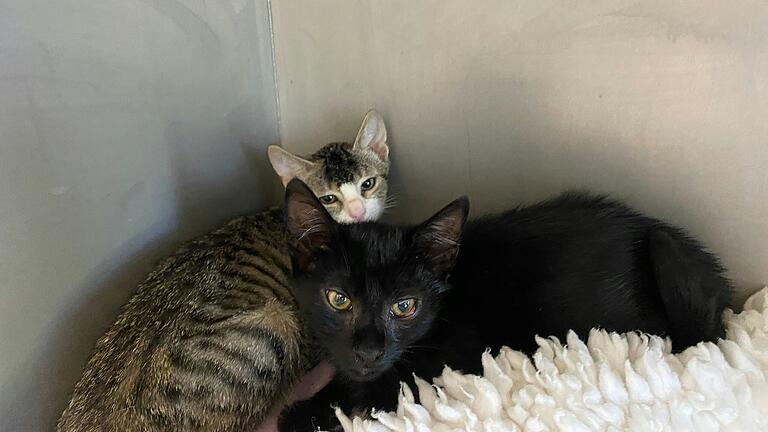 Die Jungkatzen Kevin (links) und Teufelchen befinden sich noch in Quarantäne, möchten aber gern bald wieder Mäuse fangen.&nbsp;