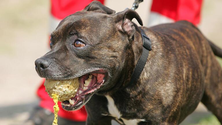 Ein Staffordshire-Bullterrier mit einem Ball im Maul. Ein Staffordshire-Bullterrier mit einem Ball im Maul.