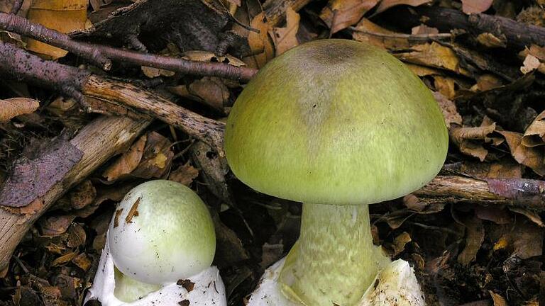 Grüne Knollenblätterpilze (Amanita phalloides) stehen auf Waldboden. Foto: Dr. Matthias Theiss/Deutsche Gesellschaft für Mykologie e.V.       -  Die hochgiftigen Grüne Knollenblätterpilze (Amanita phalloides) sind für mindestens 80 Prozent aller tödlichen Pilzvergiftungen ursächlich.