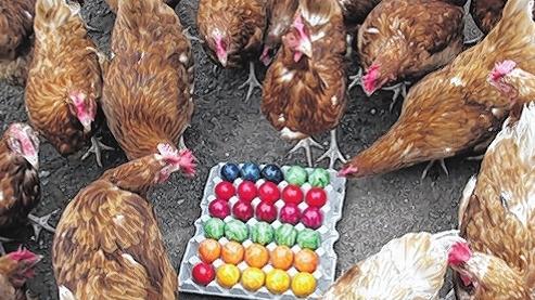 Da staunt das Huhn: Eier gelten als Zeichen des Lebens, deshalb dienen sie an Ostern als Schmuck.