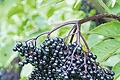 Schwarzer Holunder: Aus den reifen Beeren bereiten gesundheitsbewusste Menschen das Magen- und Darmelixier Holundersaft und Holunderlikör. Auch Vögel machen sich im Herbst gern über die vitaminhaltigen Früchte her.