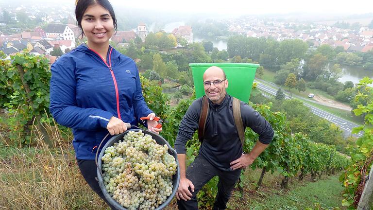 Homburgs Weinprinzessin Lena Dornbusch (hier mit einem Leseeimer mit Silvaner-Trauben) war auch in diesem Jahr bei der Weinlese aktiv. Darüber freut sich auch Christian Fürböter.