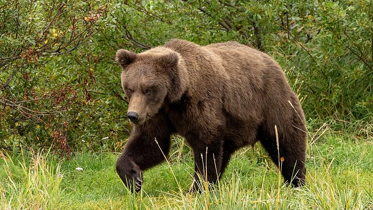 „Fat Bear”-Wahl - Für den Bären-Nachwuchs gibt es einen Junior-Wettbewerb. „Fat Bear”-Wahl - Für den Bären-Nachwuchs gibt es einen Junior-Wettbewerb.