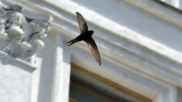 Ein Mauersegler im Flug. Im Unterschied zu Schwalben ist ihre Unterseite dunkel und die Flügel sind länger und schmaler.