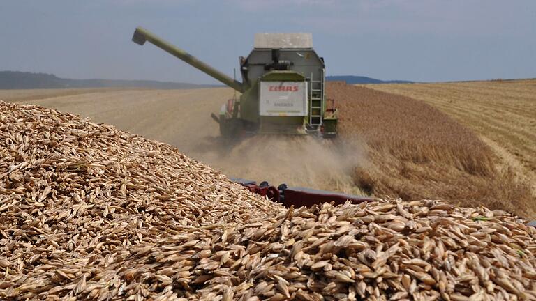Auf dem Foto sind das Dinkelgetreide auf einem Transportwagen und der Mähdrescher auf dem Feld vom Landwirt Stefan Johanni zu sehen. Auf dem Foto sind das Dinkelgetreide auf einem Transportwagen und der Mähdrescher auf dem Feld vom Landwirt Stefan Johanni zu sehen.